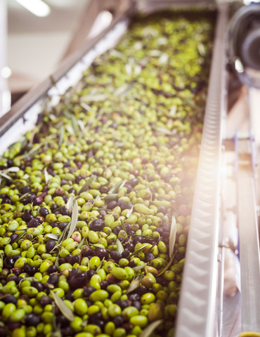 ERP para envasadoras de aceite