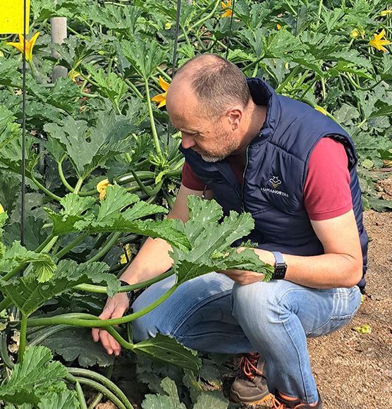 Lomanoryas mejora la gestión de sus hortalizas con NetAgro