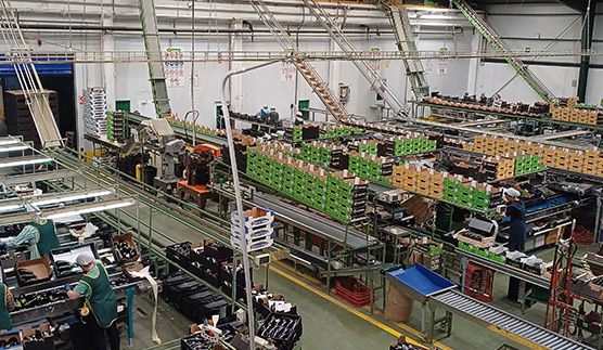 Lomanoryas mejora la gestión de sus hortalizas con NetAgro