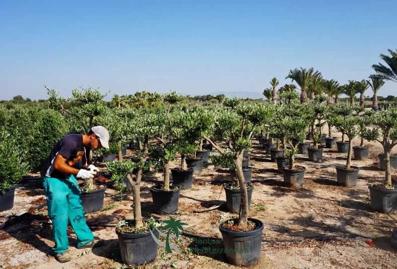 Erp para garden y viveros