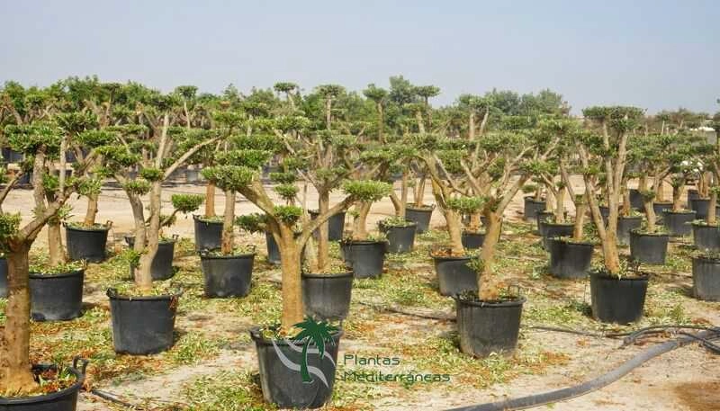 Erp para garden y viveros